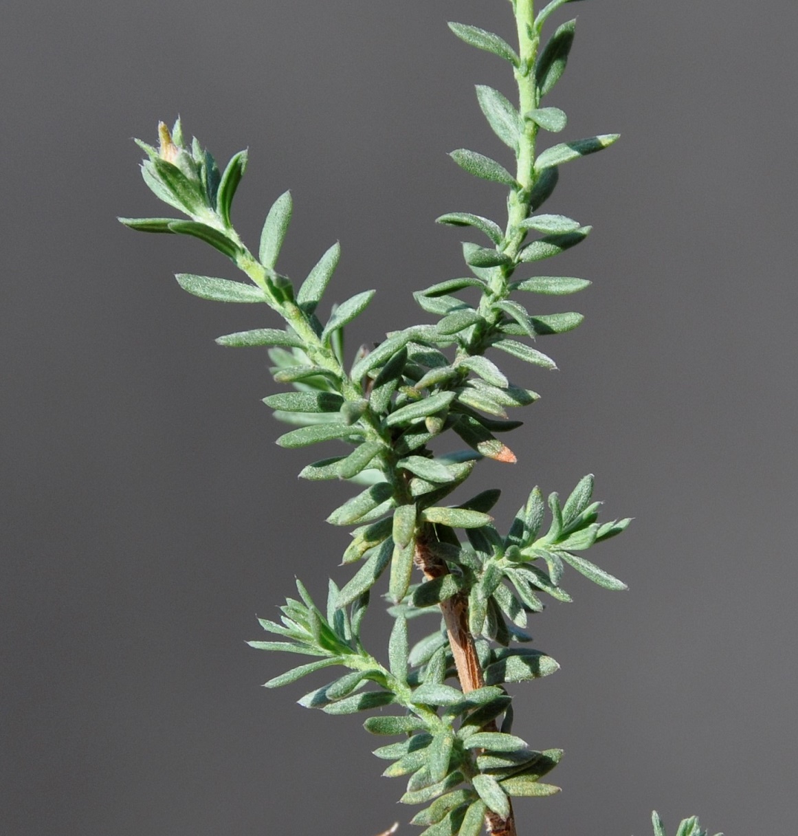 Image of Fumana arabica specimen.