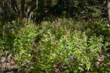 Melampyrum nemorosum. Заросли цветущих растений. Санкт-Петербург, Кронштадтский р-н; о-в Котлин, окр. форта \"Шанец\", приморский береговой вал, ольхово-ивовый лес на песке. 23.06.2019.