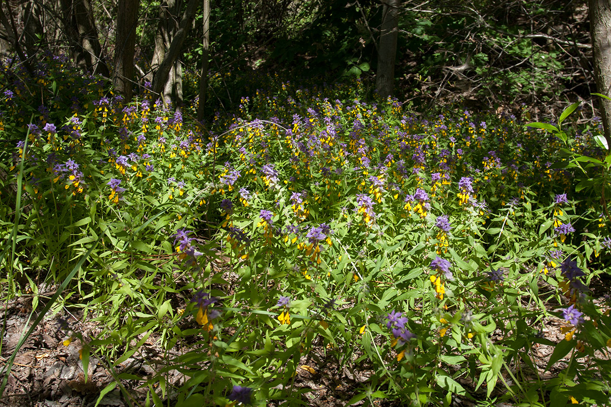 Изображение особи Melampyrum nemorosum.