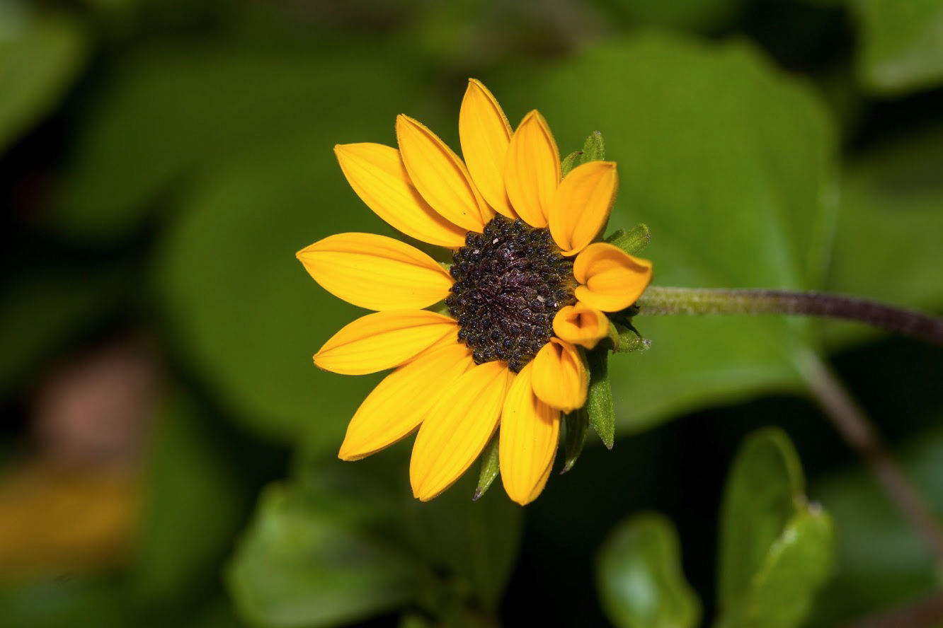 Изображение особи Helianthus debilis.