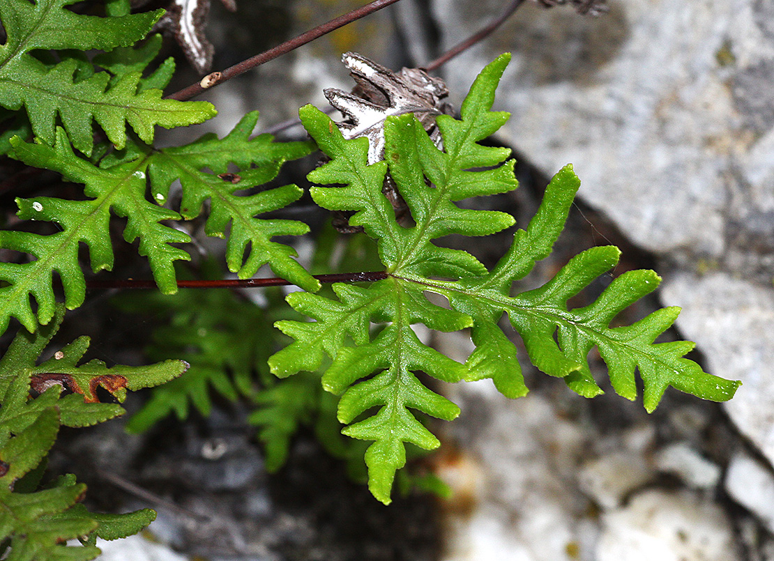 Изображение особи Aleuritopteris argentea.