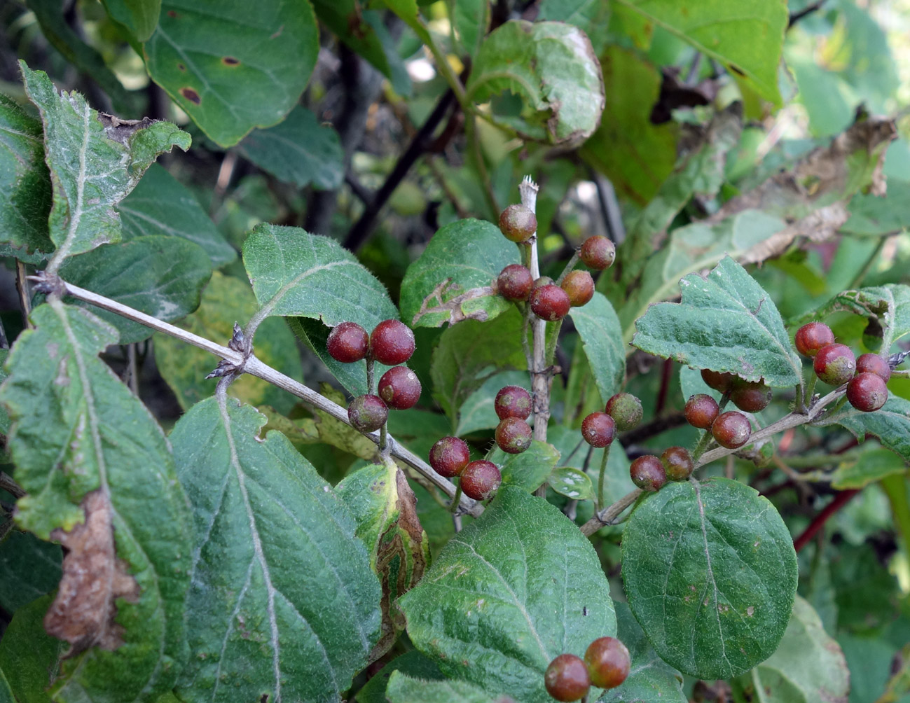 Image of genus Lonicera specimen.