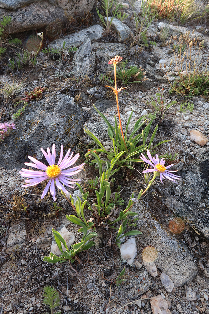 Image of Aster alpinus specimen.