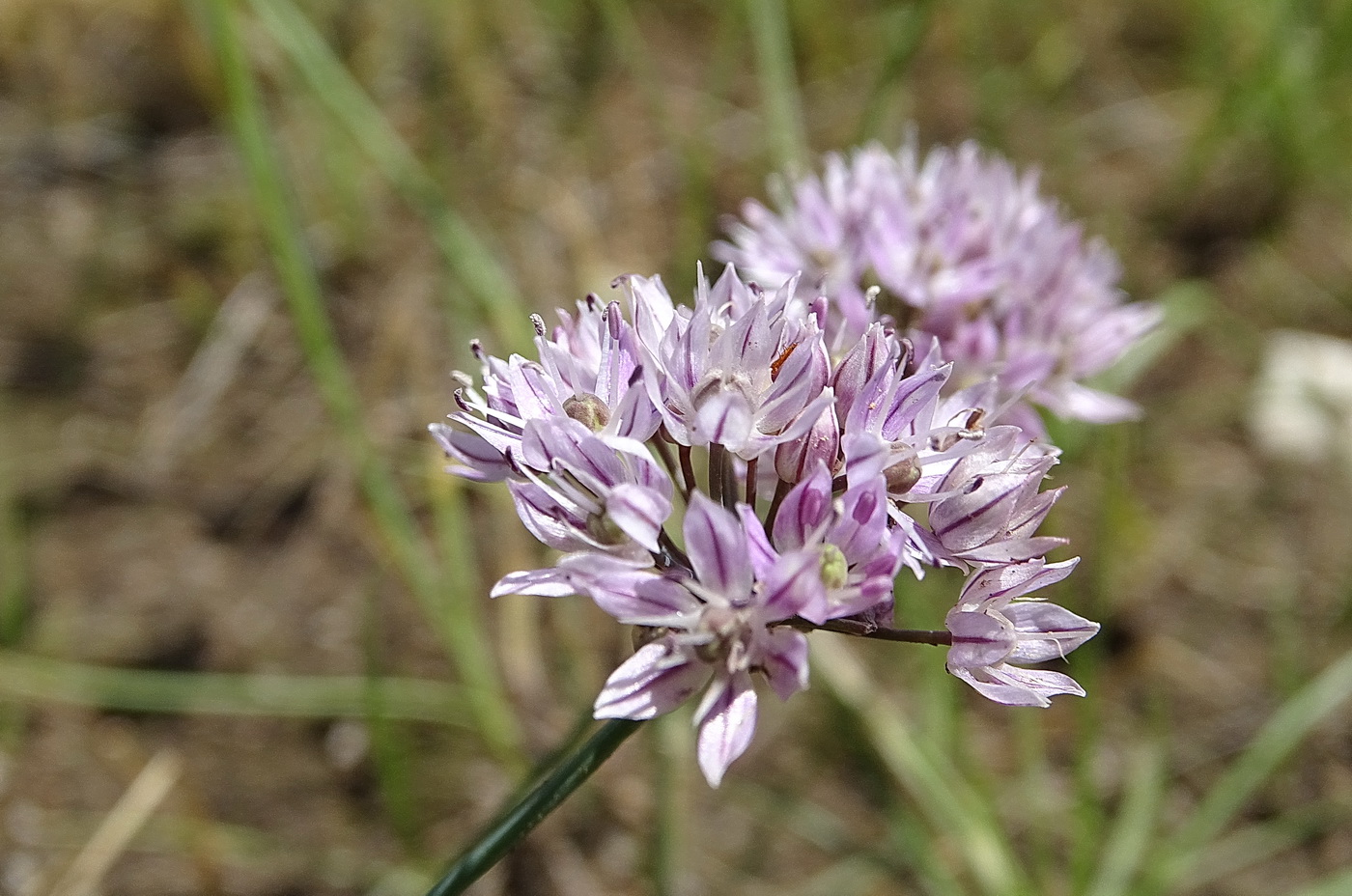 Изображение особи Allium oliganthum.