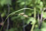 Carex gmelinii