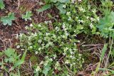 Minuartia biflora