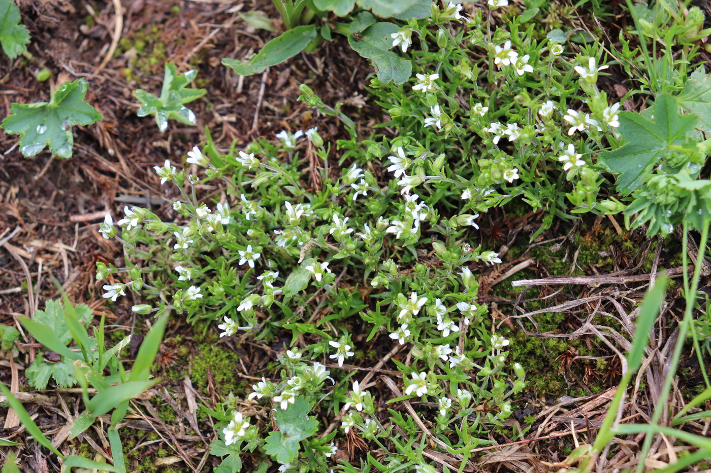 Image of Minuartia biflora specimen.