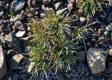 genus Ephedra