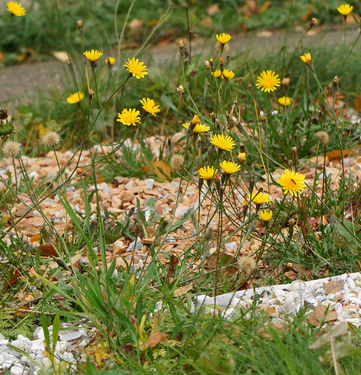 Изображение особи Scorzoneroides autumnalis.