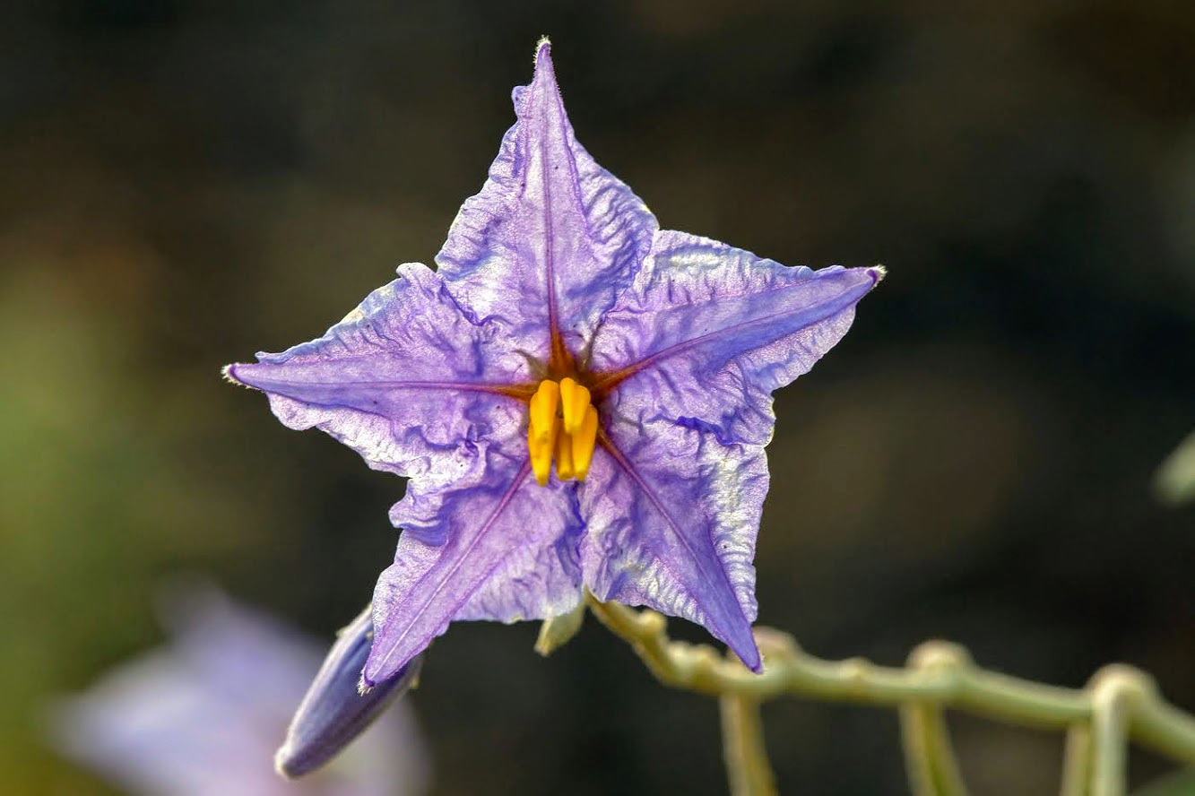 Image of Solanum elaeagnifolium specimen.