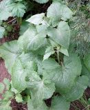 Ligularia thomsonii