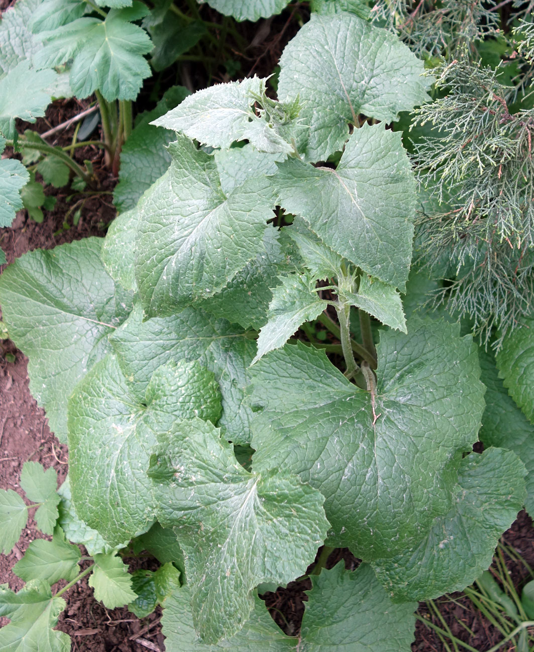 Изображение особи Ligularia thomsonii.