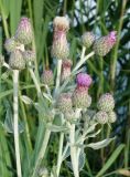 Cirsium incanum. Верхушки побегов с бутонами, соцветиями и развивающимися соплодиями. Кыргызстан, Чуйская обл., восточная окр. с. Восток, заросший берег водоема. 23.05.2019.