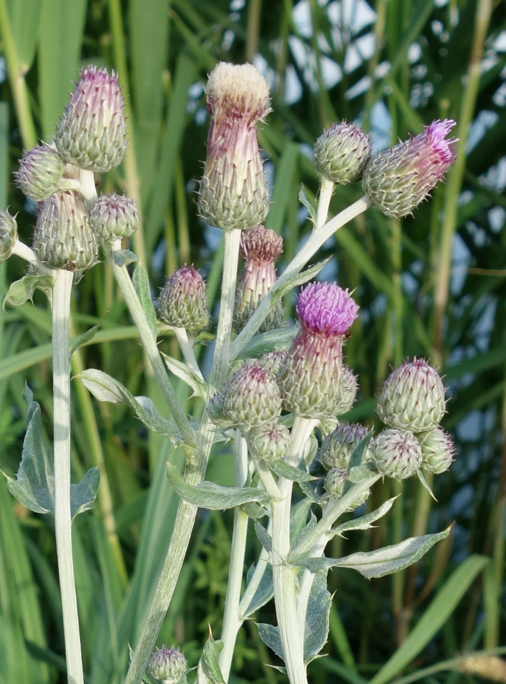 Изображение особи Cirsium incanum.