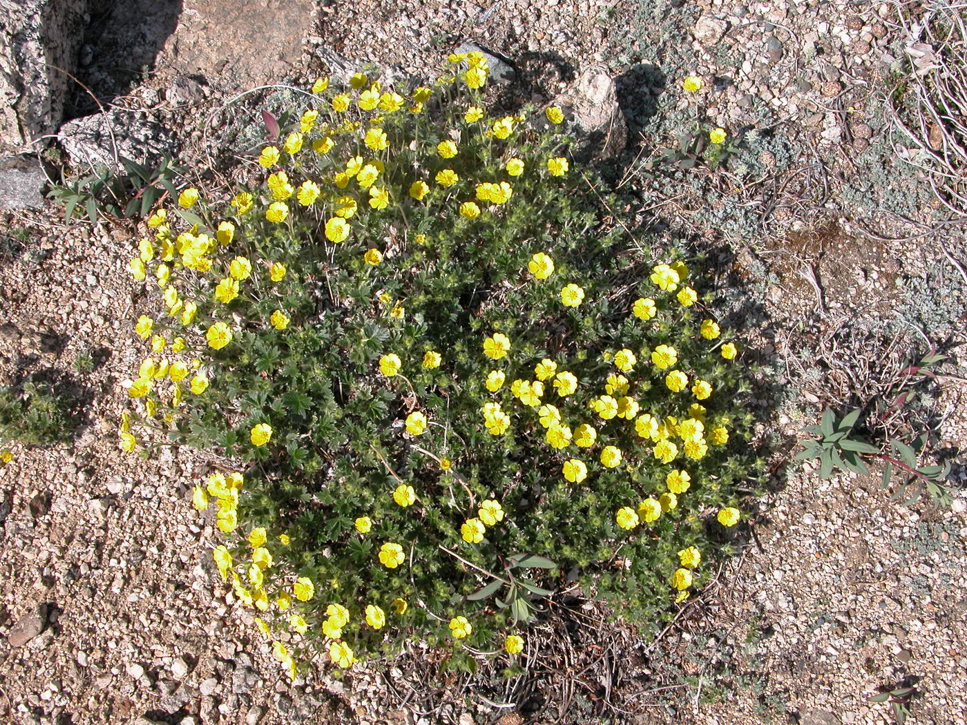 Изображение особи Potentilla uniflora.