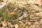 Scleranthus perennis