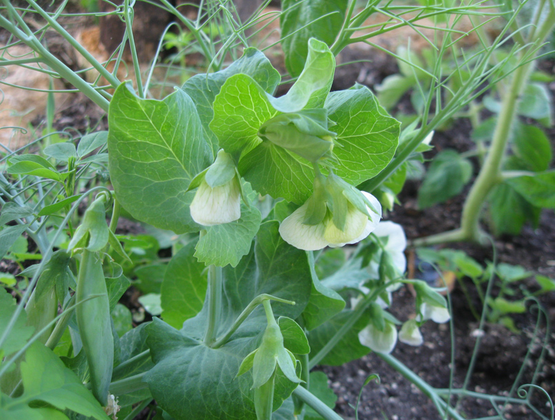 Изображение особи Pisum sativum.