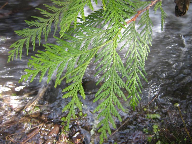 Изображение особи Thuja plicata.