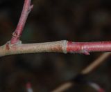 Tilia platyphyllos