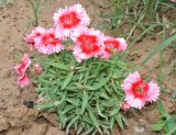 Dianthus chinensis