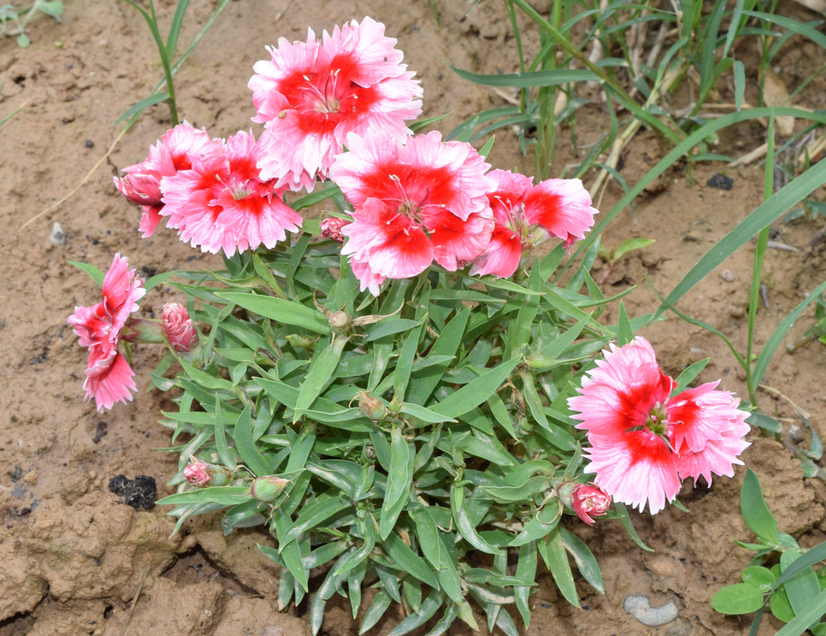 Изображение особи Dianthus chinensis.