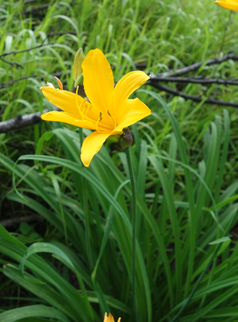 Изображение особи Hemerocallis middendorffii.