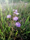 Lactuca tatarica