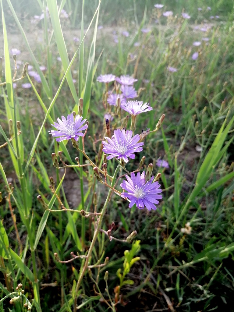 Image of Lactuca tatarica specimen.