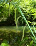Carex pendula