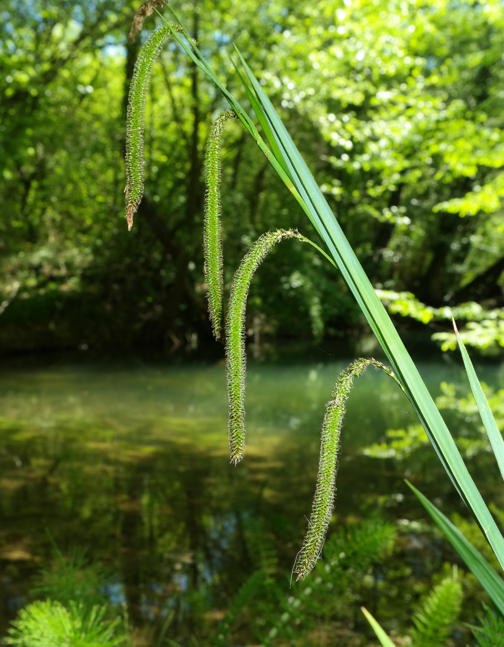 Изображение особи Carex pendula.