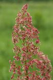 Rumex acetosa. Соцветие. Ленинградская обл., Лужский р-н, пойма р. Луга у дер. Кемка. 10.06.2010.