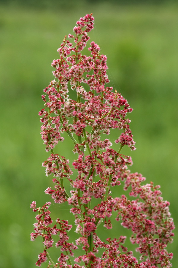 Image of Rumex acetosa specimen.