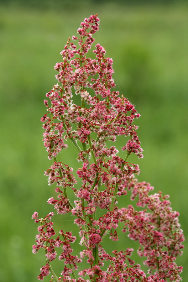 Изображение особи Rumex acetosa.