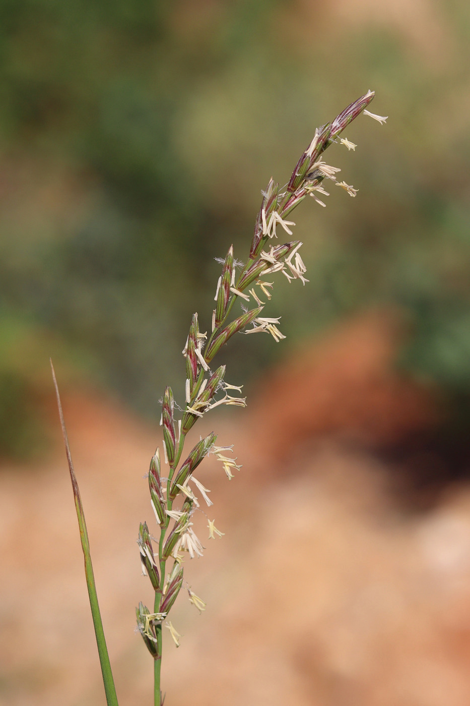 Изображение особи Elytrigia elongatiformis.