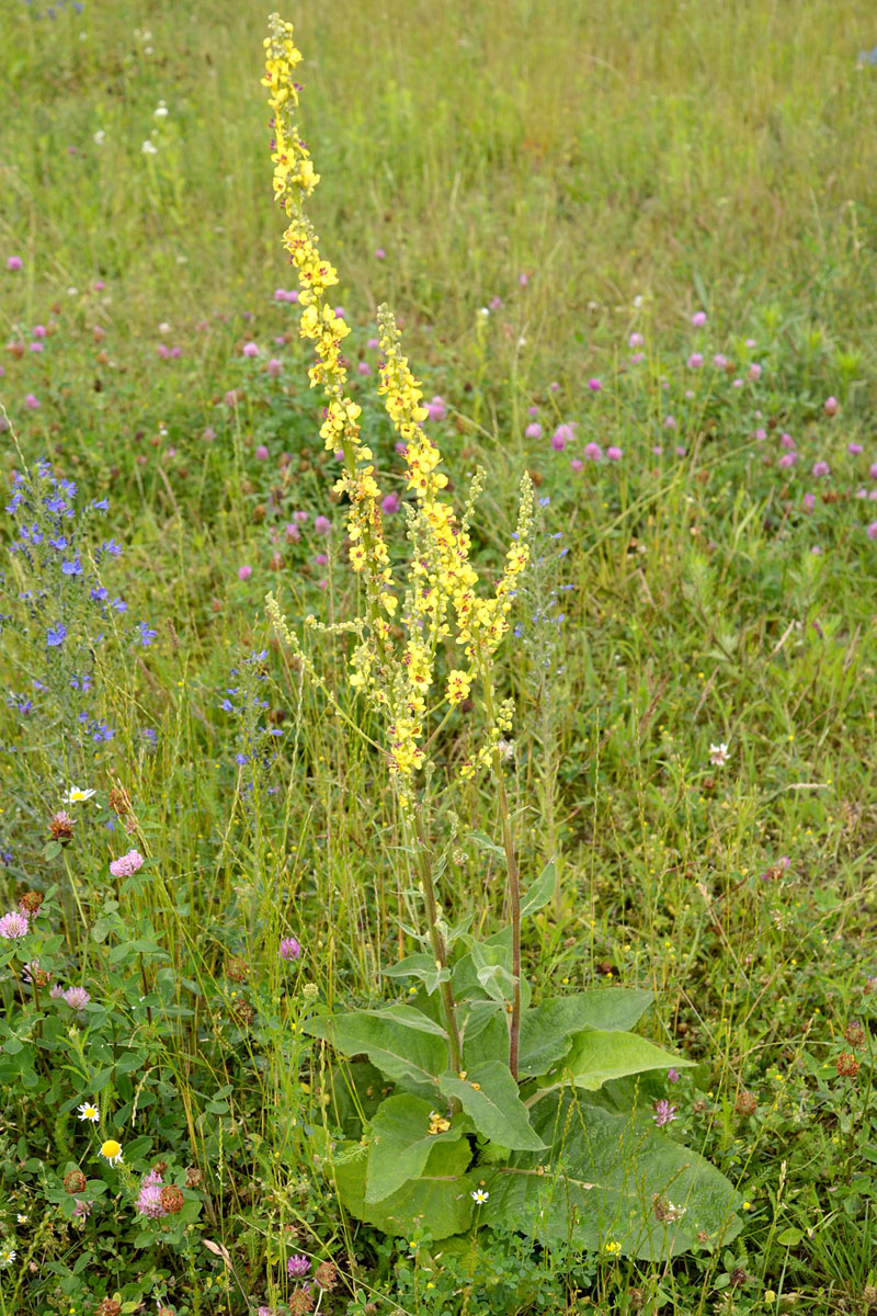 Image of Verbascum nigrum specimen.