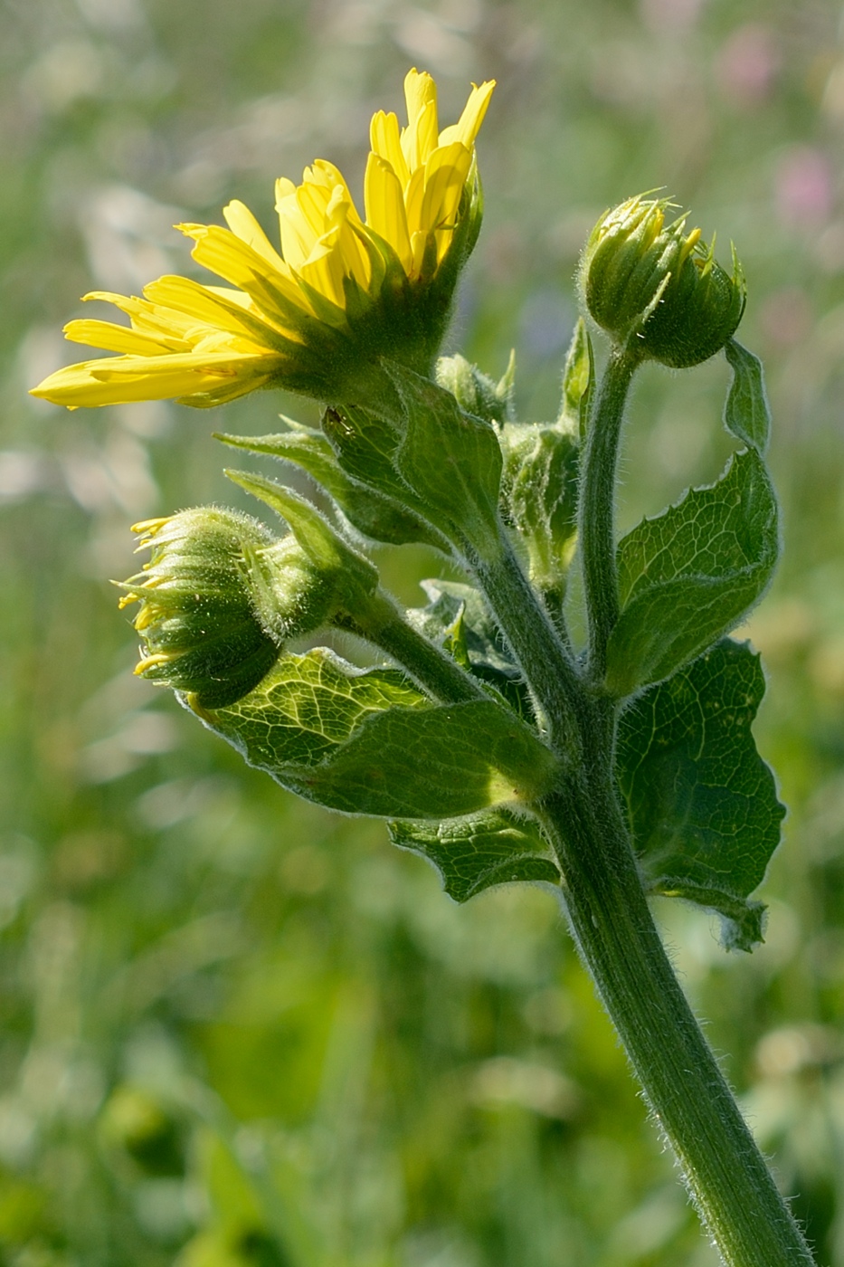 Image of Doronicum macrophyllum specimen.