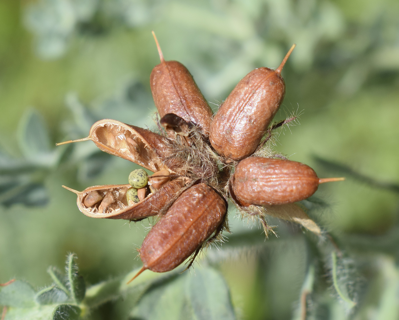 Изображение особи Dorycnium hirsutum.