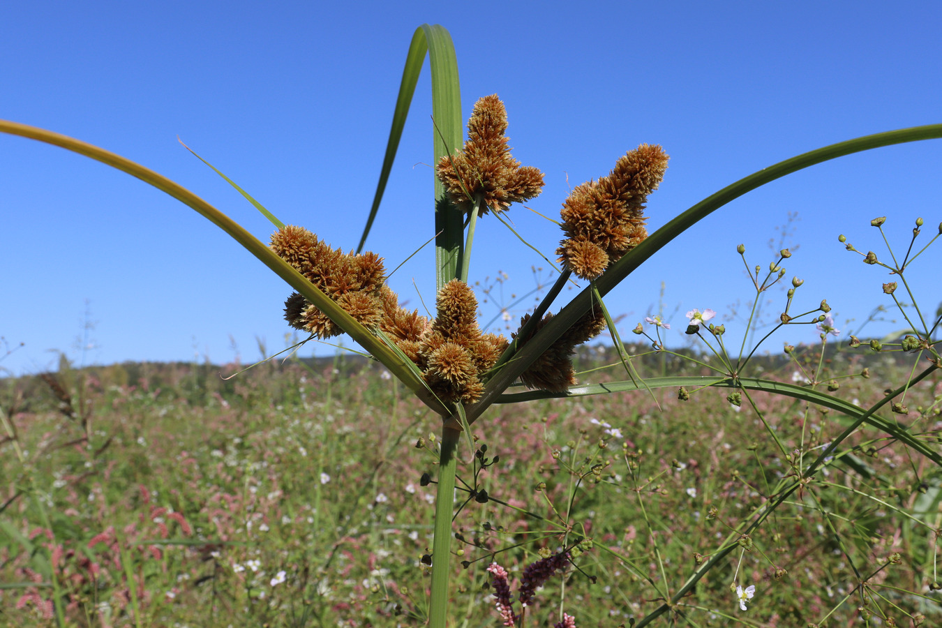 Изображение особи Cyperus glomeratus.