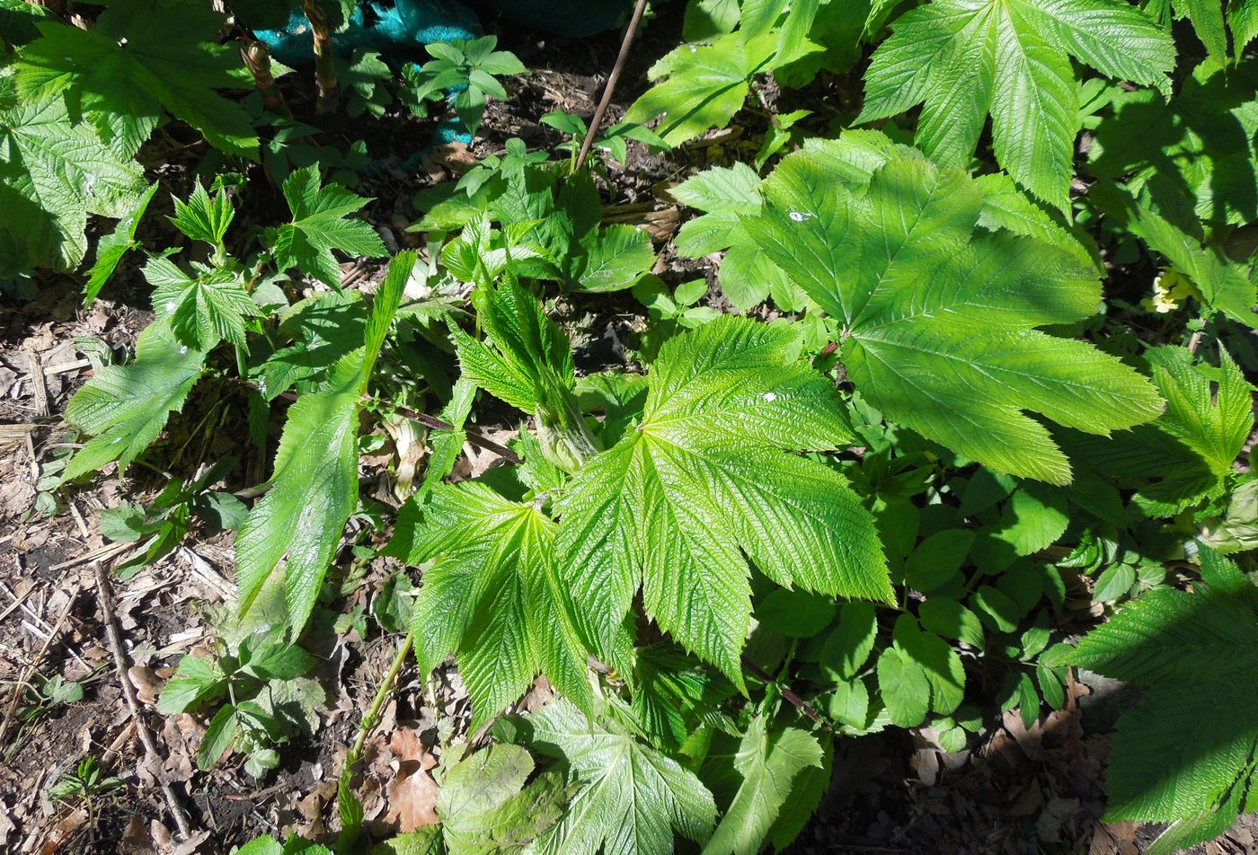 Image of Filipendula camtschatica specimen.