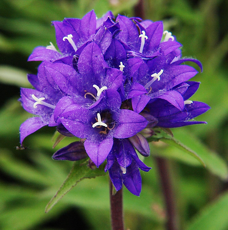 Image of Campanula cephalotes specimen.