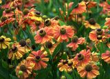 Helenium autumnale