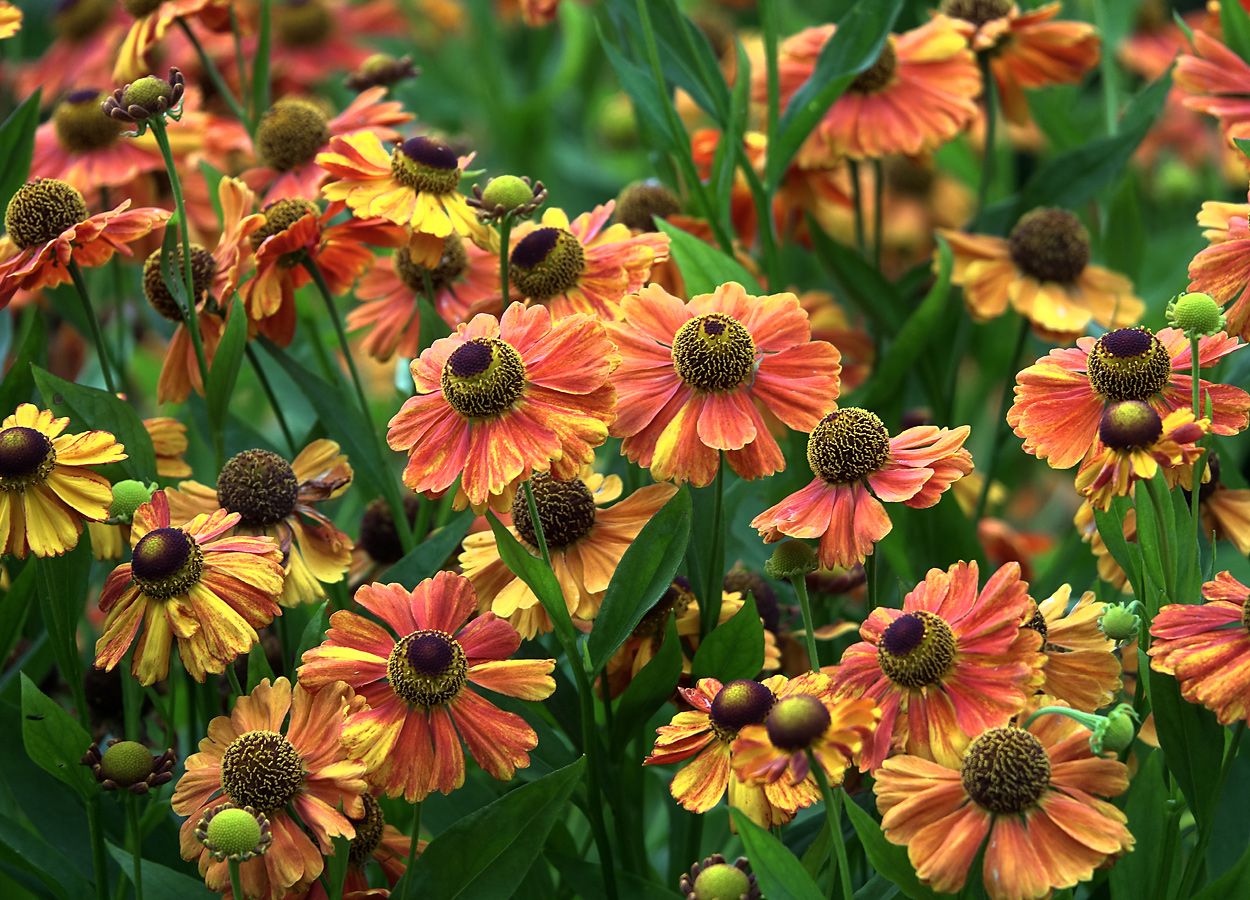 Image of Helenium autumnale specimen.