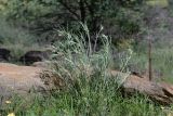 Gomphocarpus tomentosus. Цветущее растение. Намибия, регион Khomas, ок. 40 км западнее г. Виндхук, \"Eagle Rock Guest Farm\"; плато Khomas, ок. 1900 м н.у.м., саванновое редколесье. 28.02.2020.