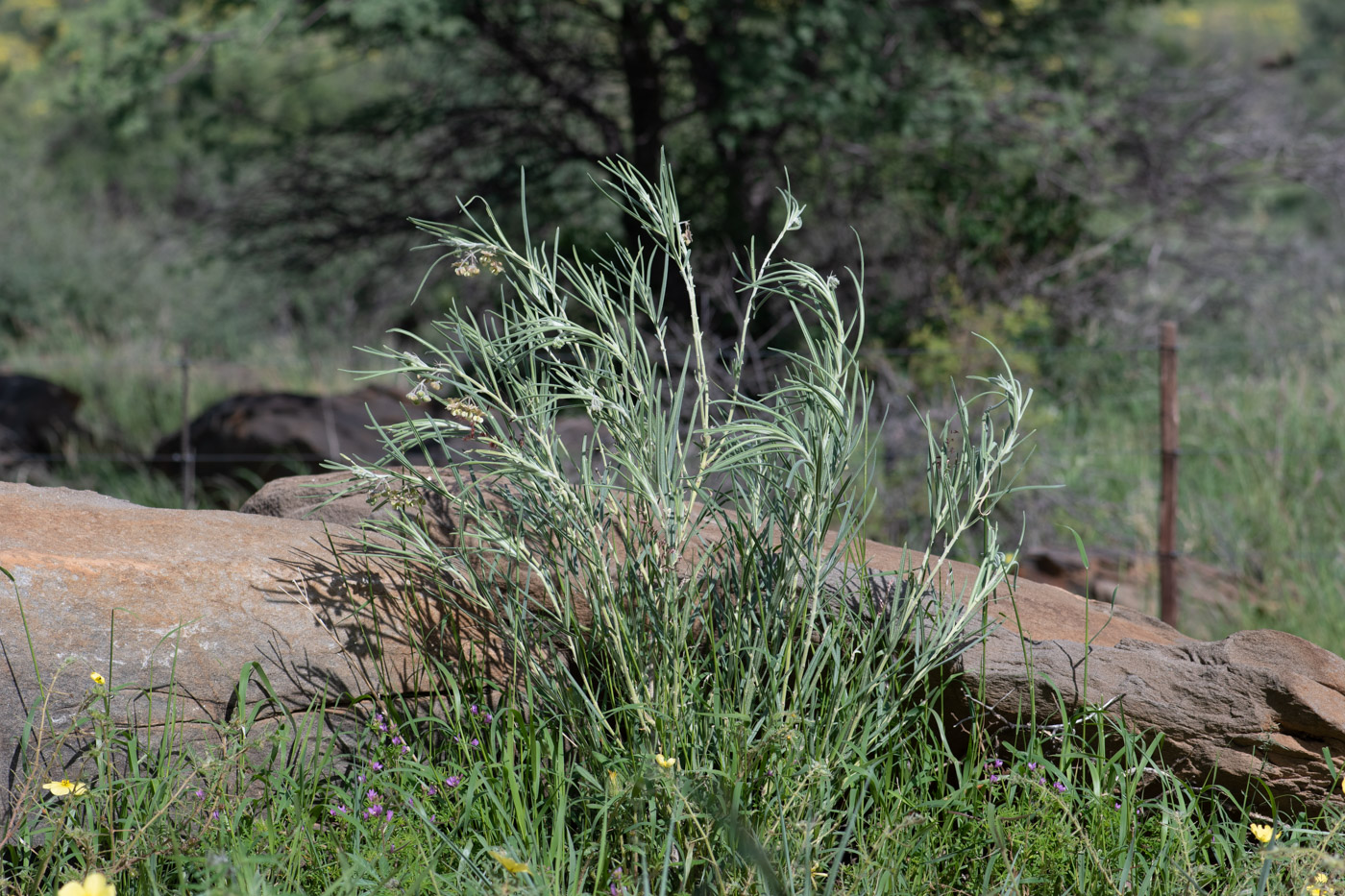 Image of Gomphocarpus tomentosus specimen.