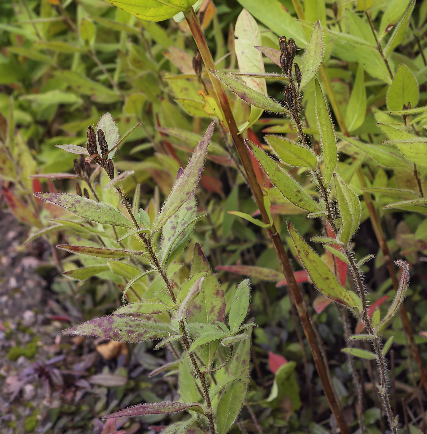 Изображение особи Oenothera pilosella.