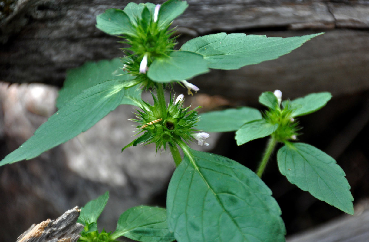 Изображение особи Galeopsis bifida.