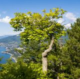 Quercus petraea. Взрослое дерево. Южный Берег Крыма, юго-зап. склон горы Аю-Даг, смешанный сосново-дубовый лес. 06.08.2019.