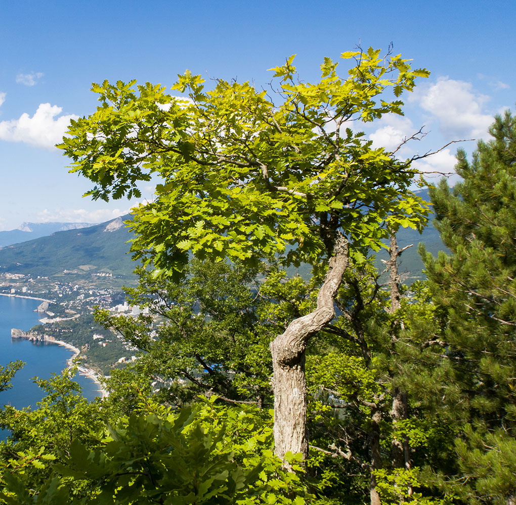 Изображение особи Quercus petraea.