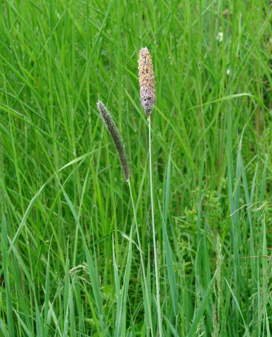 Image of Alopecurus pratensis specimen.