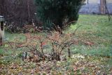 Cotoneaster horizontalis